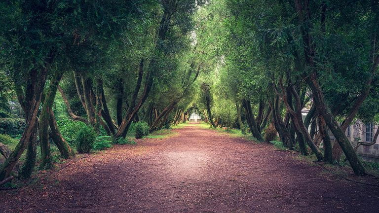 Una vista de un camino cubierto de árboles frondosos